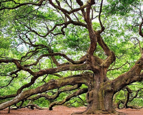 Finding our place in the natural order